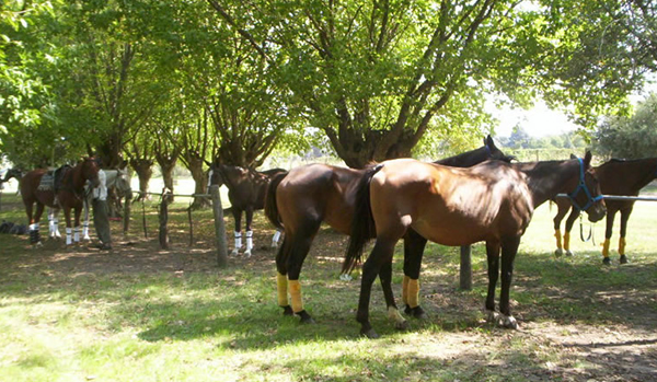 Estancia La Flamenca, Baradero - Buenos Aires