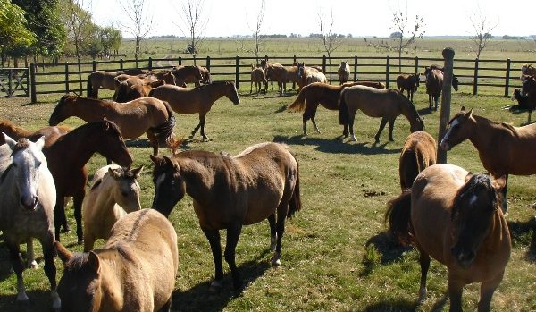 Estancia Santa Mara, Gualeguaychu - Entre Rios.